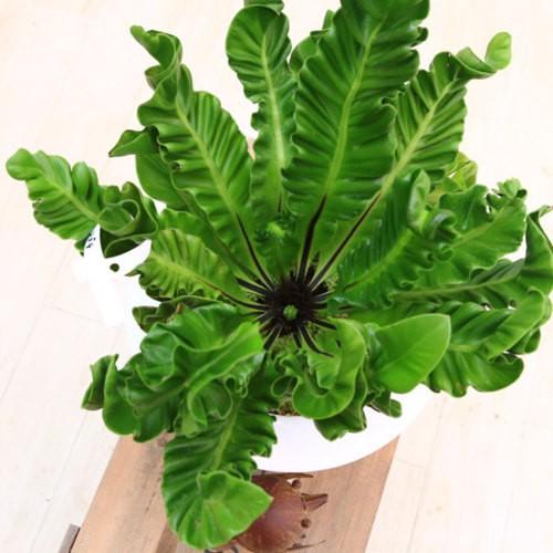 unzaです♪2点セット！アスプレニウム　コブラ3 オーガスタ　苗　苗木 観葉植物：アスプレニウム コブラ*白あすか鉢 受皿付 苔付き : 遊恵