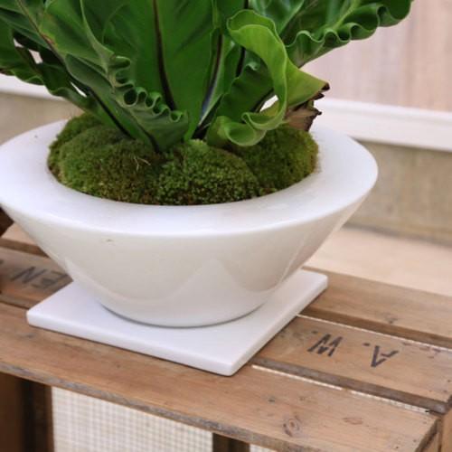 観葉植物：アスプレニウム コブラ*白あすか鉢 受皿付 苔付き : 遊恵