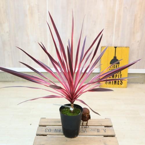 コルジリネ　ピンクパッション　65cm 希少 コルジリネ ピンクパッション （5号サイズ） コルディリネ