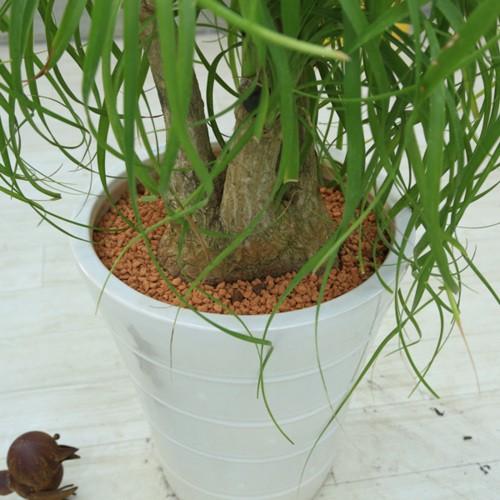 おしゃれ 観葉植物：ポニーテール トックリラン ノリナ*ク陶器鉢 受皿