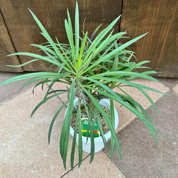 多肉植物・観葉植物：モンキーツリー*プラポット 4号 : 遊恵盆栽 Yahoo