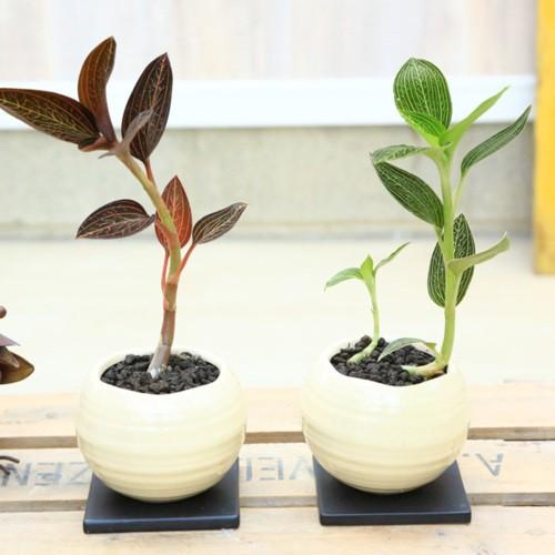 ２０鉢 ジュエル・オーキッド 宝石蘭 観葉植物：ジュエルオーキッド（宝石蘭）ルディシア・ディスカラー*鉢