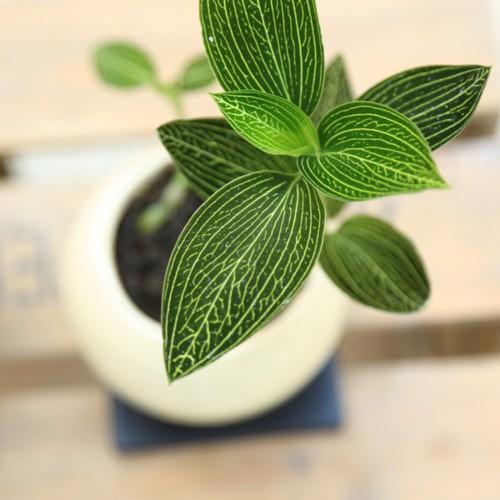 観葉植物：ジュエルオーキッド（宝石蘭）ルディシア・ディスカラー*鉢