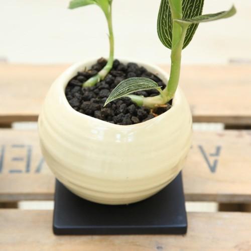観葉植物：ジュエルオーキッド（宝石蘭）ルディシア・ディスカラー*鉢