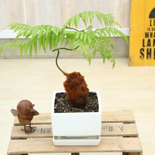 観葉植物 ゴールデンモンキー タカワラビ 金毛狗 スクエア鉢 受皿付 富士砂 F4611v 遊恵盆栽 Yahoo 店 通販 Yahoo ショッピング