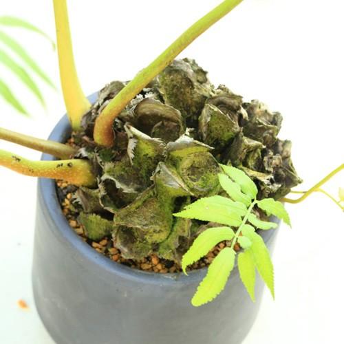 おしゃれ 観葉植物 シダ植物：リュウビンタイ*現品 大型佐川急便 SALE