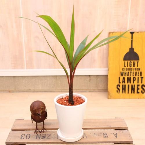 おしゃれ観葉植物 トックリヤシ Mse陶器鉢 受皿付 赤ゼオライト F4618v 遊恵盆栽 Yahoo 店 通販 Yahoo ショッピング