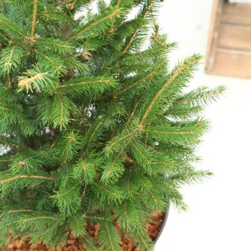 おしゃれ 観葉植物：モミの木 クリスマスツリー*ウッド調プラ鉢 バーク