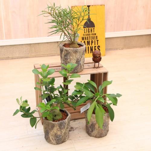 観葉植物 蟻の巣玉 塊根植物 ミルメコディア カウイーターバークシリンダー鉢カバー付き F4622v 遊恵盆栽 Yahoo 店 通販 Yahoo ショッピング