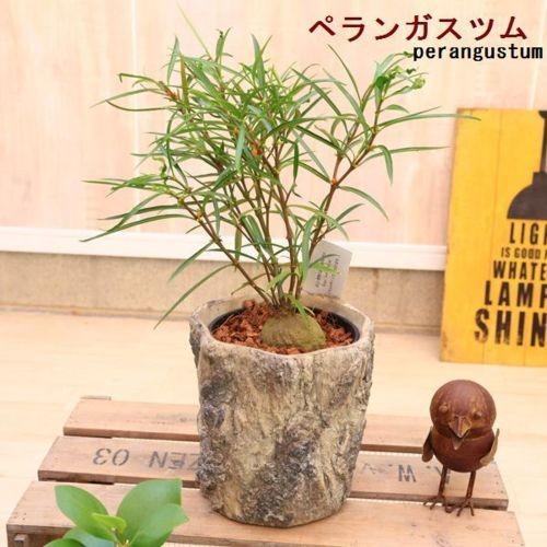 観葉植物 蟻の巣玉 塊根植物 ミルメコディア カウイーターバークシリンダー鉢カバー付き F4622v 遊恵盆栽 Yahoo 店 通販 Yahoo ショッピング