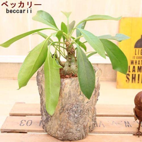 観葉植物 蟻の巣玉 塊根植物 ミルメコディア カウイーターバークシリンダー鉢カバー付き F4622v 遊恵盆栽 Yahoo 店 通販 Yahoo ショッピング