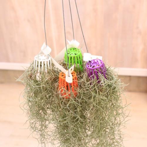 エアープランツ　チランジア　ウスネオイデス　大束4つ　スパニッシュモス ボリュームあり チランジア エアープランツ ウスネオイデス