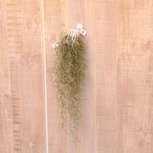 観葉植物：チランジア ウスネオイデスS*スパニッシュモス エアー