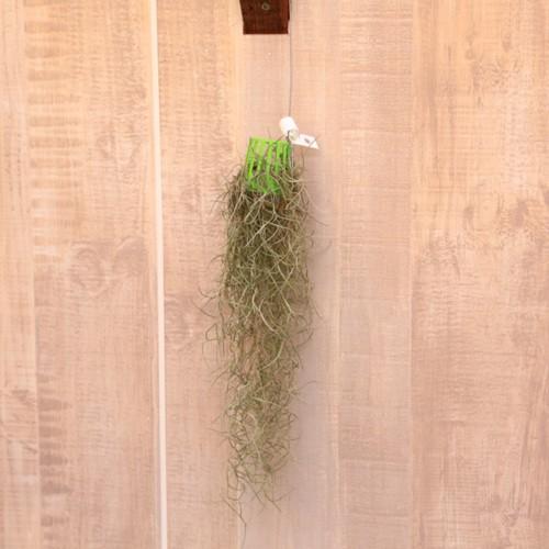 観葉植物：チランジア ウスネオイデスS*スパニッシュモス エアー