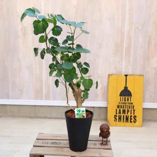 観葉植物：ポリシャス タイワンモミジ*プラポット バーク 品種選べます