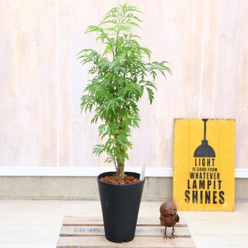 観葉植物 ポリシャス タイワンモミジ プラポット バーク 品種選べます F4637v 遊恵盆栽 Yahoo 店 通販 Yahoo ショッピング