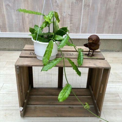 おしゃれ 観葉植物：ホヤ ビローサ 現品*吊り鉢 : 遊恵盆栽 Yahoo!店