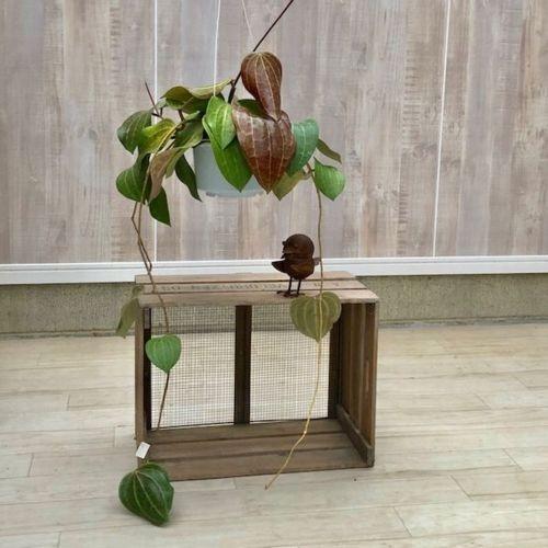 おしゃれ 観葉植物：ホヤ マクロフィラ*吊り鉢 : 遊恵盆栽 Yahoo!店