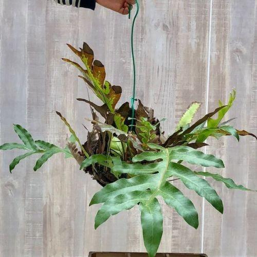 観葉植物：ドリナリア スパルシソラ 1番*着生シダ 吊り 現品限り