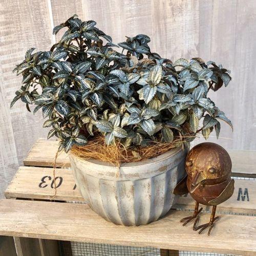 おしゃれ 観葉植物：ピレア シルバーツリー*陶器鉢 受皿付