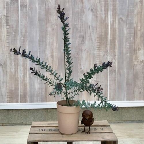 おしゃれ 観葉植物 銀葉アカシア ミモザ ダークアイ F4659v 遊恵盆栽 Yahoo 店 通販 Yahoo ショッピング