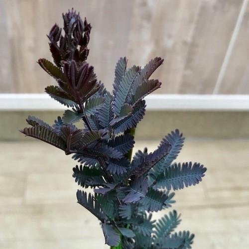 おしゃれ 観葉植物：銀葉アカシア ミモザ ダークアイ* : 遊恵盆栽