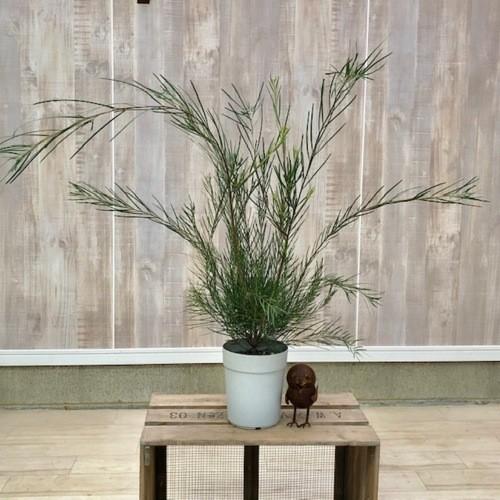 美形。アカシアフロリバンダ1.9M(鉢底から)品番C ミモザ 美形。アカシアフロリバンダ1.9M(鉢底から)品番C ミモザ 美形