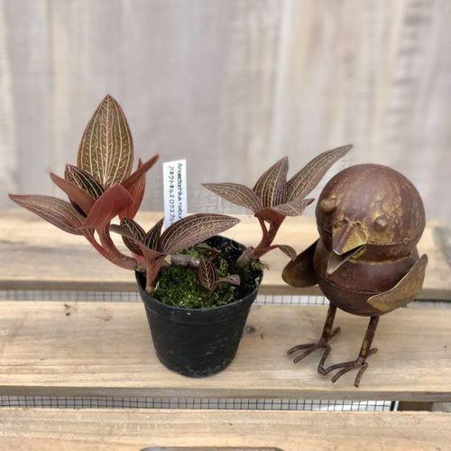 おしゃれ 観葉植物：ジュエルオーキッド（宝石蘭）アネクトキルス