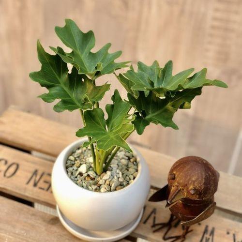 おしゃれ 観葉植物：フィロデンドロン セローム*陶器鉢 受皿付 シロ 