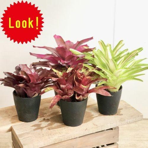 おしゃれ 観葉植物 ブロメリア ネオレゲリア プラポット F4690v 遊恵盆栽 Yahoo 店 通販 Yahoo ショッピング