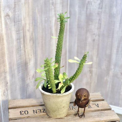 おしゃれ 観葉植物：モナデニウム ルガルディアエ錦*白モスポット 富士