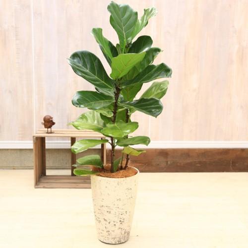おしゃれ 観葉植物：カシワバゴムノキ(フィカス・リラータ)*シャビー