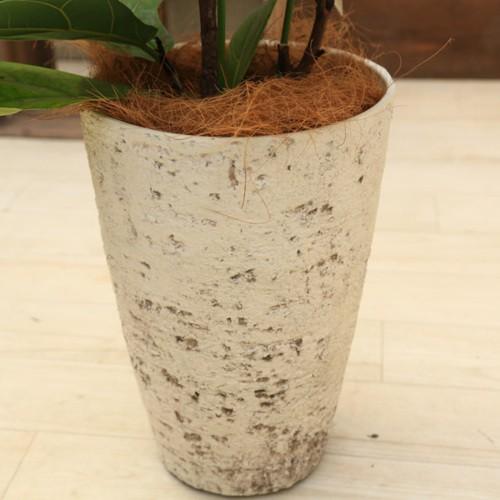 おしゃれ 観葉植物：カシワバゴムノキ(フィカス・リラータ)*シャビー