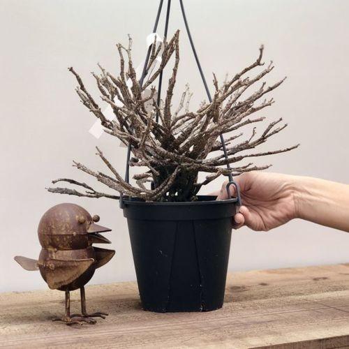 ユーフォルビア プラティクラダ 大株 希少サイズ ユーフォルビア・プラティクラダ (Euphorbia platyclada