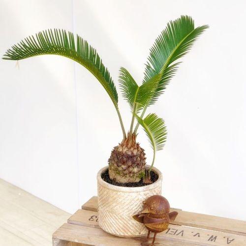 おしゃれ 観葉植物：ソテツ*蘇鉄 鉢植え 富士砂 : 遊恵盆栽 Yahoo!店