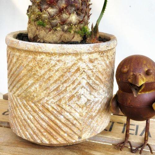 おしゃれ 観葉植物：ソテツ*蘇鉄 鉢植え 富士砂 : 遊恵盆栽 Yahoo!店