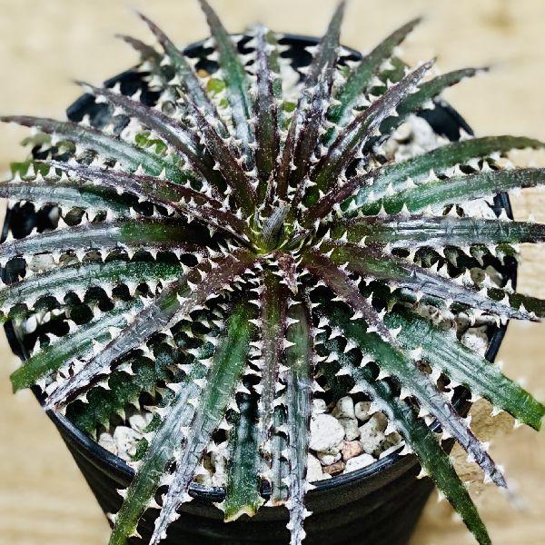 おしゃれ 観葉植物 多肉植物 ディッキア ブリットルクロス 黒ポット F4743v 遊恵盆栽 Yahoo 店 通販 Yahoo ショッピング