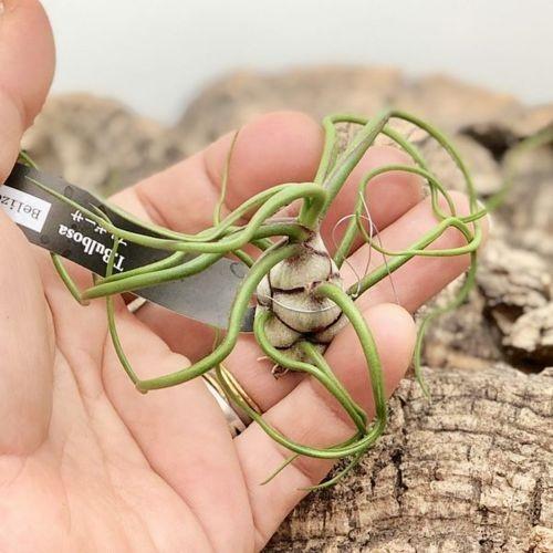 観葉植物 チランジア ブルボーサ ベリーズ エアープランツ F4747v 遊恵盆栽 Yahoo 店 通販 Yahoo ショッピング