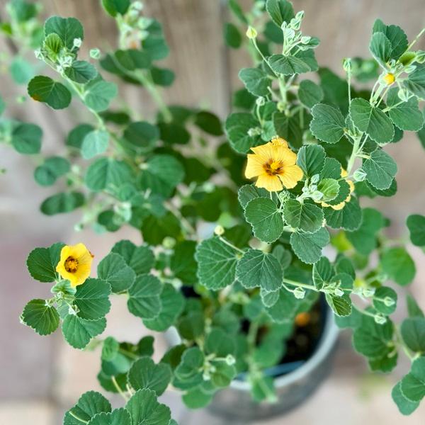 観葉植物 鉢花：ゴールデンレイフラワー イリマ*ハワイアンフラワー 5