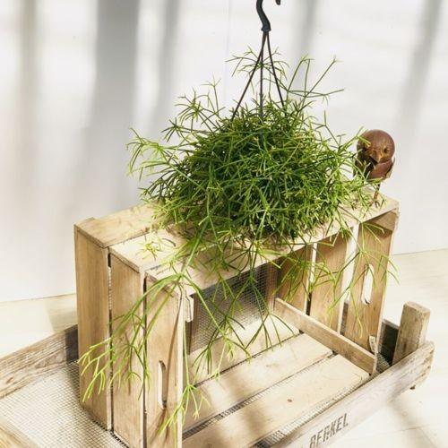 観葉植物:リプサリス・プリスマティカ*吊り鉢 : 遊恵盆栽 Yahoo 観葉植物:リプサリス・プリスマティカ*吊り鉢 : 遊恵盆栽 Yahoo