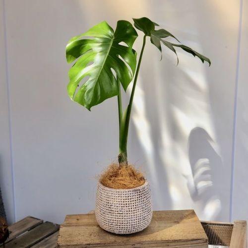 観葉植物 モンステラ ジュート柄鉢カバー付き ココヤシ飾り F4765v 遊恵盆栽 Yahoo 店 通販 Yahoo ショッピング