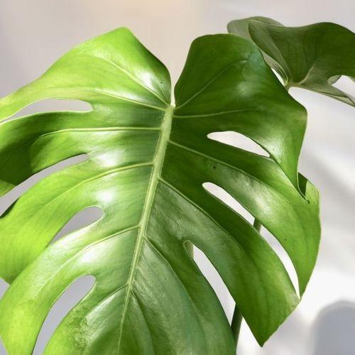 観葉植物：モンステラ ジュート柄鉢カバー付き*ココヤシ飾り : 遊恵