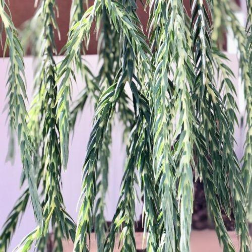 Huperzia HangHong フペルジア ① ロング Huperzia HangHong フペルジア ① ロング