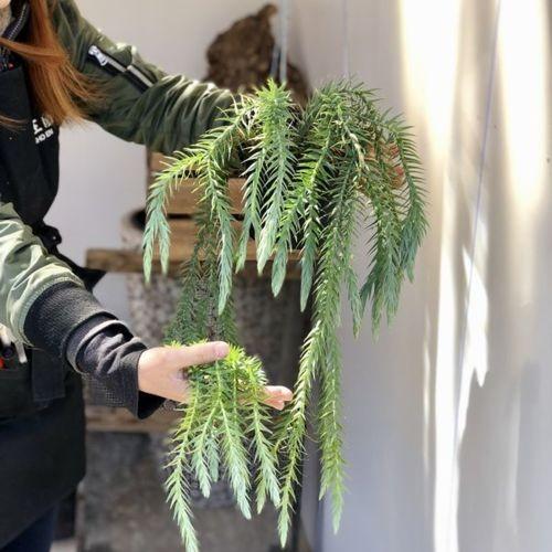 観葉植物:フペルジア ゴエベリー*吊り鉢 : 遊恵盆栽 Yahoo!店