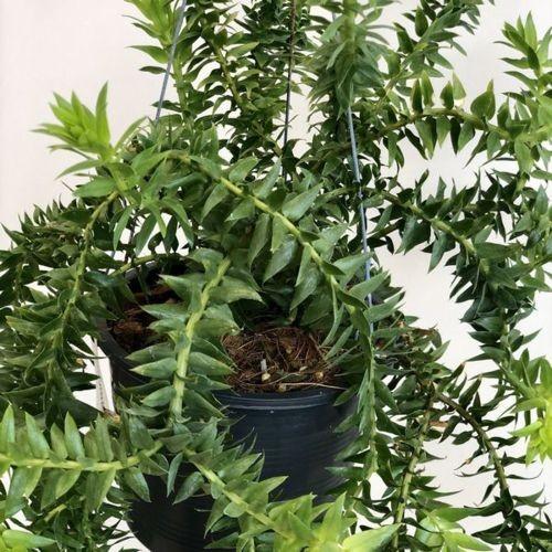 観葉植物:フペルジア ゴエベリー*吊り鉢 : 遊恵盆栽 Yahoo!店