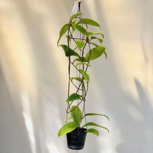 新品 観葉植物 ホヤ 品種不明 吊り鉢 再入荷1番人気 Southerncollegeofhealthsciences Com