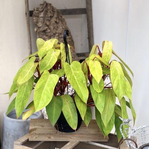 おしゃれ 観葉植物：フィロデンドロン・ペインテッドレディ*吊り鉢 7号