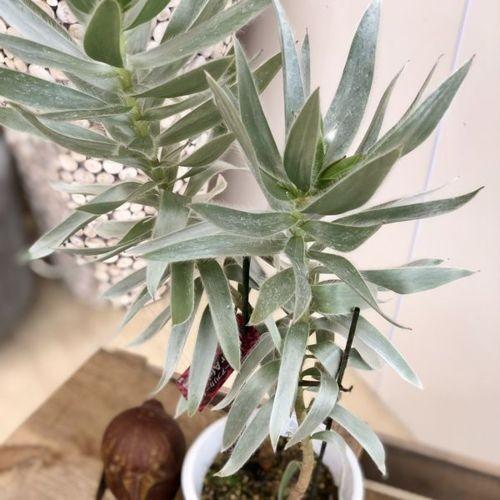 おしゃれ 希少品種 観葉植物 オーストラリアンプランツ リューカデンドロン シルバーアフリカーナ 4号 F4801v 遊恵盆栽 Yahoo 店 通販 Yahoo ショッピング