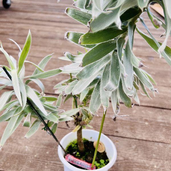 おしゃれ 希少品種 観葉植物 オーストラリアンプランツ リューカデンドロン シルバーアフリカーナ 4号 F4801v 遊恵盆栽 Yahoo 店 通販 Yahoo ショッピング