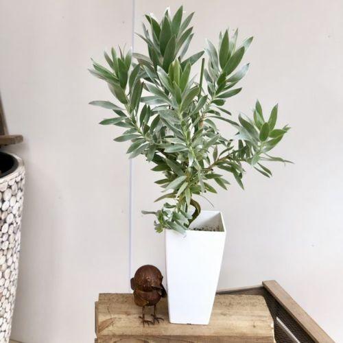 おしゃれ 希少品種 観葉植物 オーストラリアンプランツ